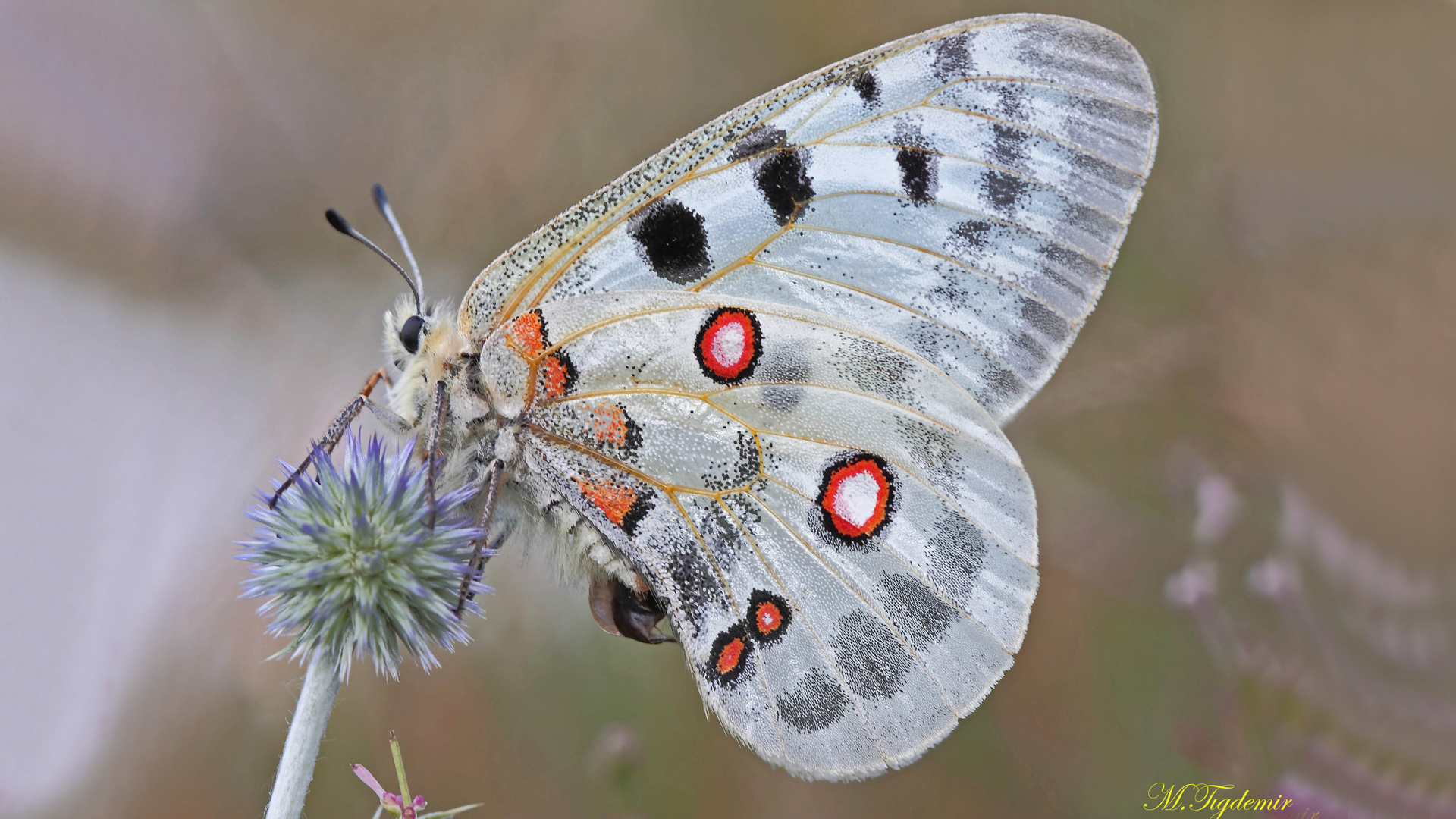 аполлон чарльтона бабочка. аполлон феб уральский. парусник феб бабочка. аполлон (parnassius apollo). парусник феб бабочка.